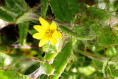 Cullumia aculeata