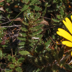 Berkheya barbata