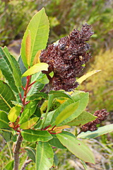 Laurophyllus capensis