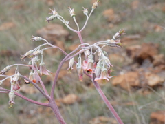 Cotyledon orbiculata