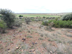 Cotyledon orbiculata