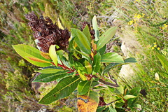 Laurophyllus capensis