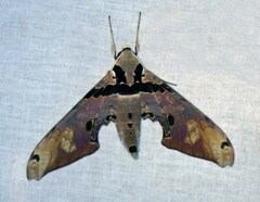Adhemarius gannascus