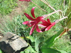Brunsvigia undulata