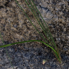 Aristea juncifolia