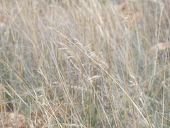 Aristida meridionalis