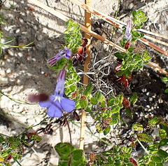 Lobelia neglecta