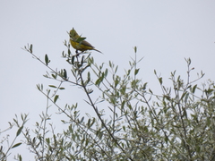 Crithagra flaviventris