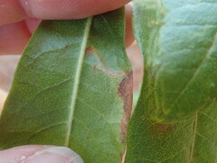 Stigmella betulicola