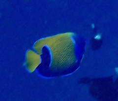 Pomacanthus navarchus