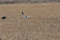 Elanus caeruleus caeruleus