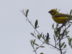 Crithagra flaviventris