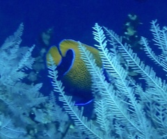 Pomacanthus navarchus