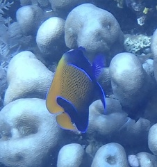 Pomacanthus navarchus