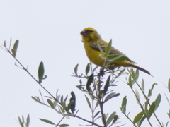 Crithagra flaviventris