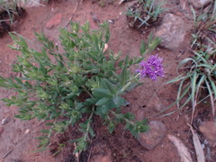 Pseudopegolettia tenella