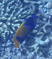 Pomacanthus navarchus