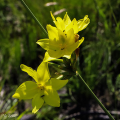 Bobartia filiformis