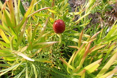 Leucadendron eucalyptifolium