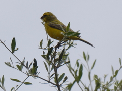 Crithagra flaviventris