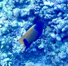 Pomacanthus navarchus