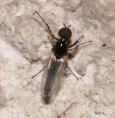 Dilophus
