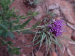 Pseudopegolettia tenella