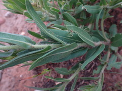 Pseudopegolettia tenella