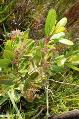 Laurophyllus capensis