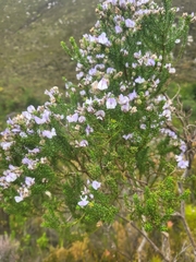 Psoralea aculeata