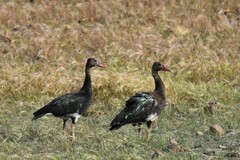 Plectropterus gambensis