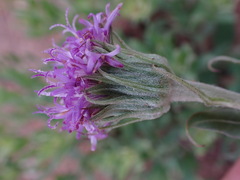 Pseudopegolettia tenella