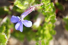 Lobelia neglecta
