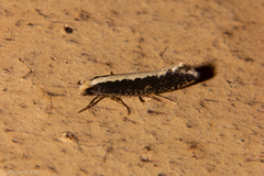 Monopis ethelella