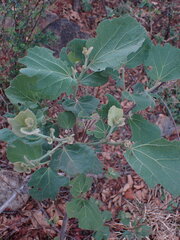 Dombeya rotundifolia
