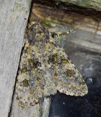 Polymixis rufocincta