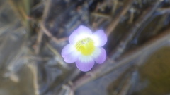 Hydrotriche hottoniiflora