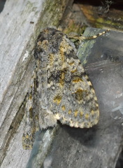 Polymixis rufocincta