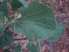 Dombeya rotundifolia