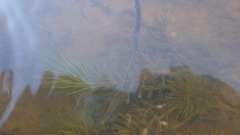 Hydrotriche hottoniiflora