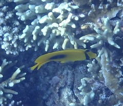 Chaetodon speculum