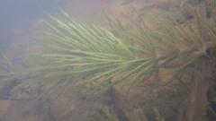 Hydrotriche hottoniiflora