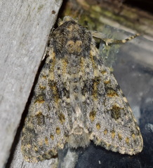 Polymixis rufocincta