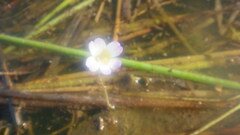 Hydrotriche hottoniiflora