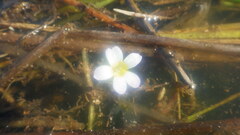 Hydrotriche hottoniiflora