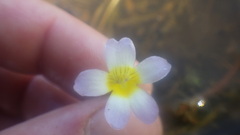 Hydrotriche hottoniiflora
