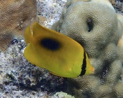 Chaetodon speculum