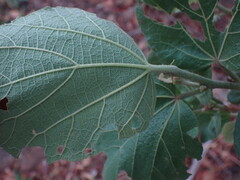 Dombeya rotundifolia