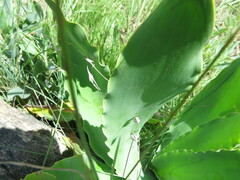 Brunsvigia undulata