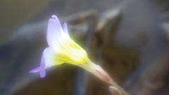 Hydrotriche hottoniiflora
